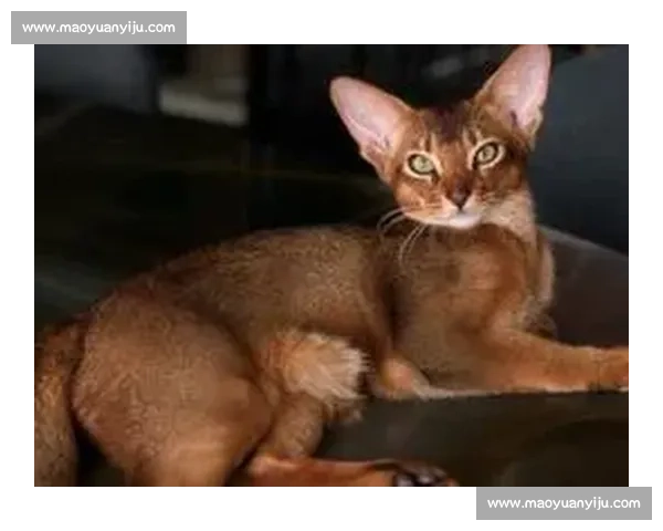 巴舒亚伊痛失爱猫 Kiyo：那个拼尽全力守护的小天使，终究离开了